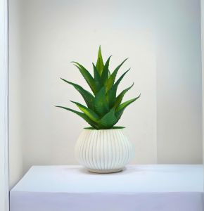 Green Color Aloe Vera – 6 ইঞ্চি সাদা ও সবুজ টবের ডেকর প্ল্যান্ট