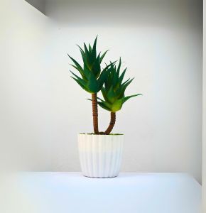 একটি টবে দুইটি এলোভেরা গাছ – 10 ও 11 ইঞ্চি সবুজ ডেকর প্ল্যান্ট